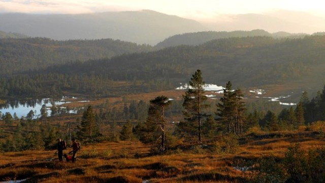 jakt statskog